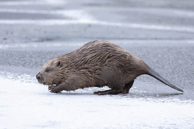 Topics being discussed include everything from reintroducing native species such as beavers and white-tailed eagles to the workings of the carbon market. Picture: Mark Hamblin