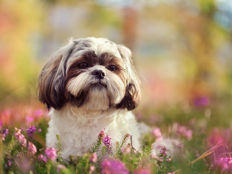 The UK Kennel Club and the American Kennel Club have slightly different breed standards for the Shih Tzu. In America Shih Tzus tend to have larger eyes, and bigger, rounder heads.