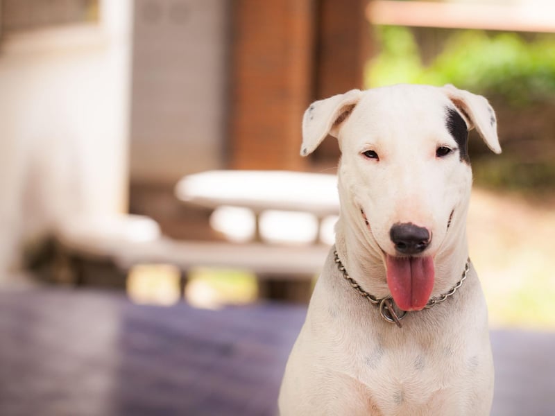 The stocky and muscular Bull Terrier was used to fight everything from bears to other dogs in the early 19th century. Now that such barbaric practices have been outlawed, the breed remains a popular pet, with 2,431 registrations last year.