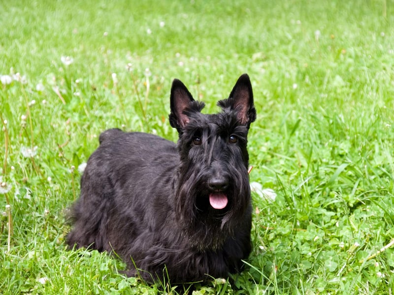 The Scottie or Scottish Terrier is a spirited and playful breed. First bred in Aberdeen as a fox and badger hunter, the fearless breed was nicknamed "the diehard". But their distinctive look and loyal nature has built much popularity over the years, helped by two US Presidents, the Monopoly playing piece, and Lady and the Tramp character Jock.