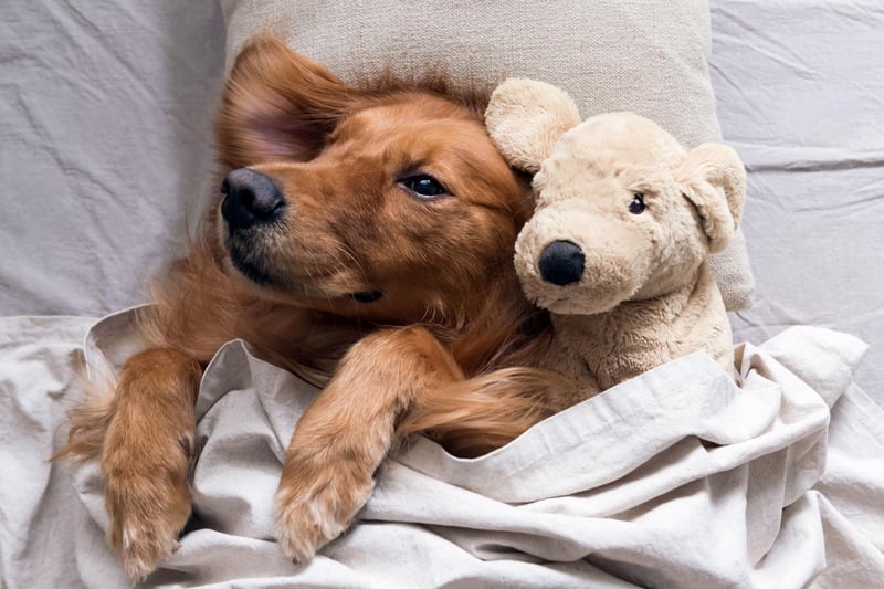 Here are 10 fun and fascinating dog facts about adorable Golden