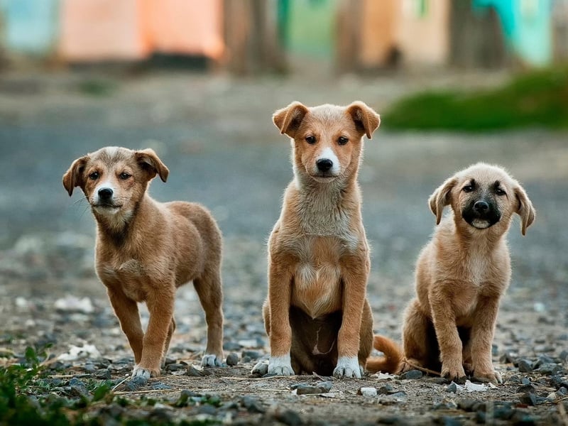 Yet another floral name, Lily is the ninth top choice when it comes to female puppy names in the UK. It comes from Latin and signifies purity and innocence.