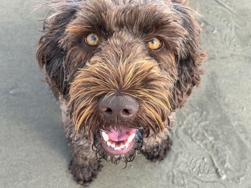 The Labradoodle has been around for a while though, even if it didn't have its own name. A Labradoodle (then simply known as a Labrador-Poodle mix) called Fang had a role in American spy spoof television series 'Get Smart' in the 1950s.