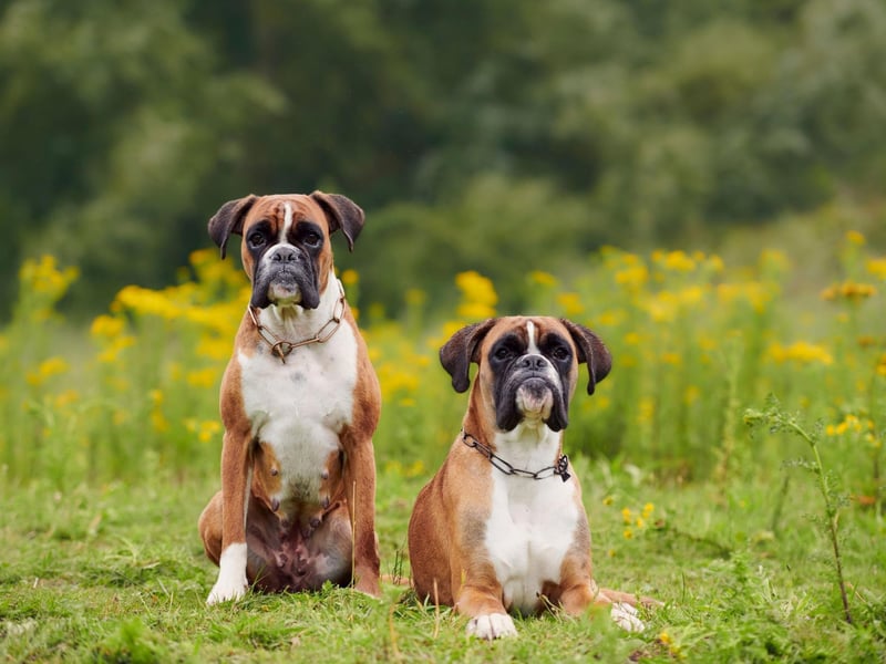 Boxers have ancestors that can be traced to the ancient Assyrians more than four thousand years ago. They were powerful and brave dogs, often used in war.