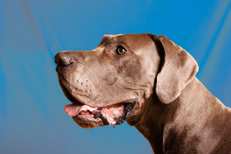 Great Danes are one of a number of dog breeds that tend to develop overgrown or thickened gums due to a condition called gingival hyperplasia. Other dogs affected include Boxers, Mastiffs, Bulldogs and Collies.