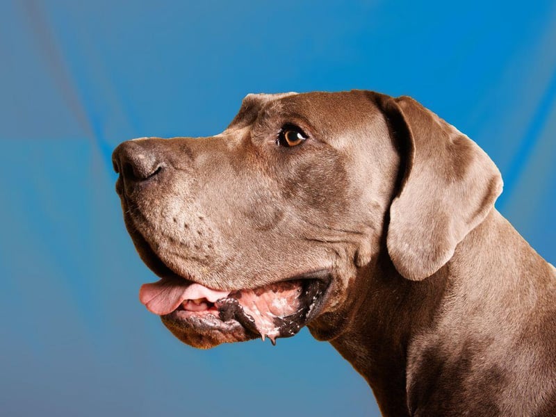 Great Danes are one of a number of dog breeds that tend to develop overgrown or thickened gums due to a condition called gingival hyperplasia. Other dogs affected include Boxers, Mastiffs, Bulldogs and Collies.