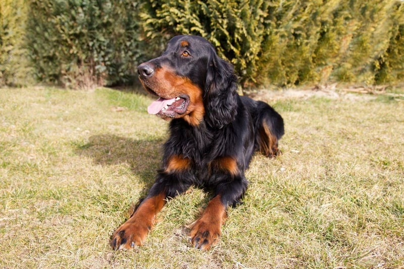 The Duke of Gordon gives his name to the Gorden Setter. The aristocrat first bred the distinctive black and brown dogs at his castle in Banffshire in 1827.