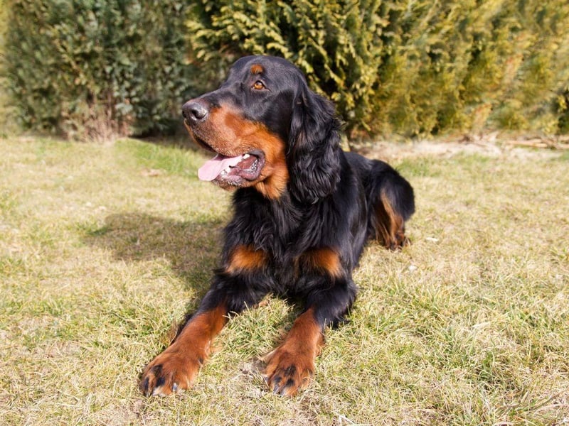 The Duke of Gordon gives his name to the Gorden Setter. The aristocrat first bred the distinctive black and brown dogs at his castle in Banffshire in 1827.