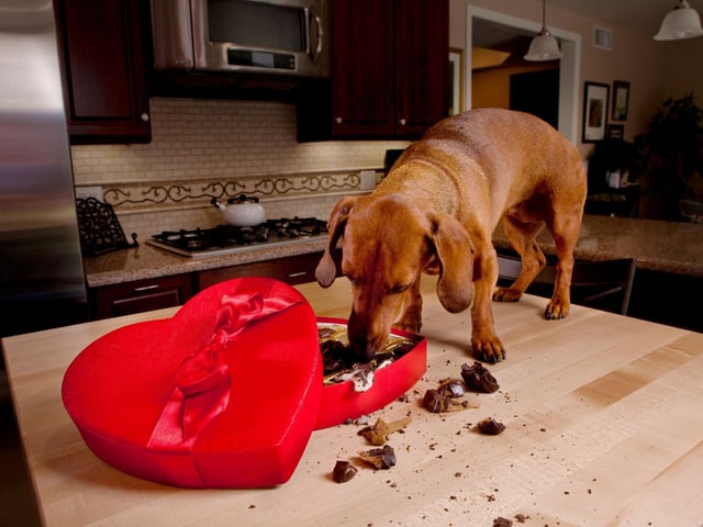 Despite being a favourite festive treat for humans, chocolate poses a real threat to our dogs. The chemical compound theobromine is a stimulant, like coffee for humans, and can be fatal depending on the size of your dog and the colour of the chocolate. The darker the chocolate, the higher the toxicity. So, hide your advent calendars and celebrations boxes in a secure location.