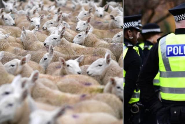A large number of pregnant sheep have been stolen from Aberdeenshire.