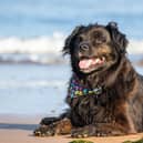 Philip Lymbery's dog Duke is a sentient creature and not a pre-programmed automata (Picture: Philip Lymbery)