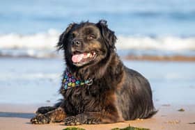 Philip Lymbery's dog Duke is a sentient creature and not a pre-programmed automata (Picture: Philip Lymbery)