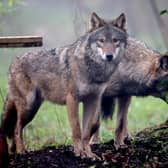 Wolves were once found all across the UK (Picture: Matt Cardy/Getty Images)