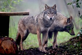 Wolves were once found all across the UK (Picture: Matt Cardy/Getty Images)
