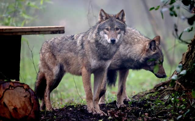 Wolves were once found all across the UK (Picture: Matt Cardy/Getty Images)