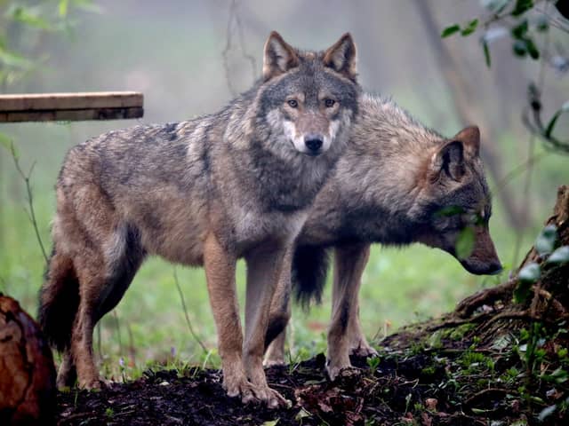 Wolves were once found all across the UK (Picture: Matt Cardy/Getty Images)