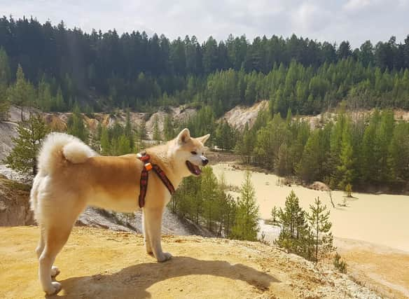 The Akita was used for hunting and protection in its native Japan and is known to be equally happy at its owner's side or wandering around alone. Frankly, this is a dog that doesn't think it even needs an owner.