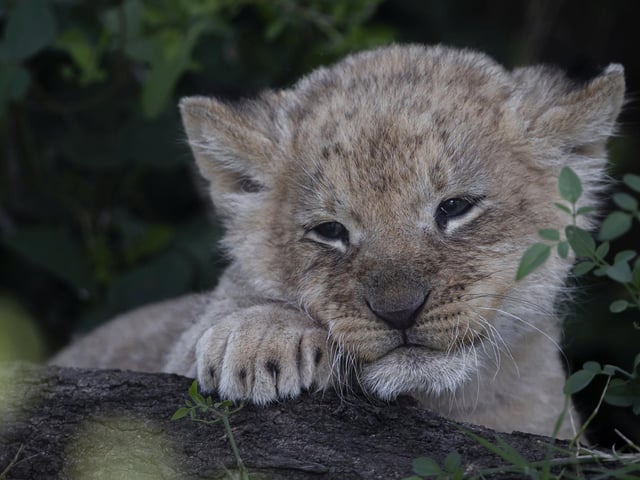 British wildlife photographer and guide Paul Goldstein has marked an eventful year  by choosing a gallery of picture highlights from 2023.