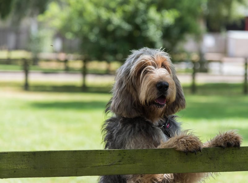 The Otterhound, a type of scent hound, is the British breed most at risk according to the Kennel Club. There were only seven registered last year, compared with 44 the year before, and it's thought there may be as few as 600 animals left worldwide.