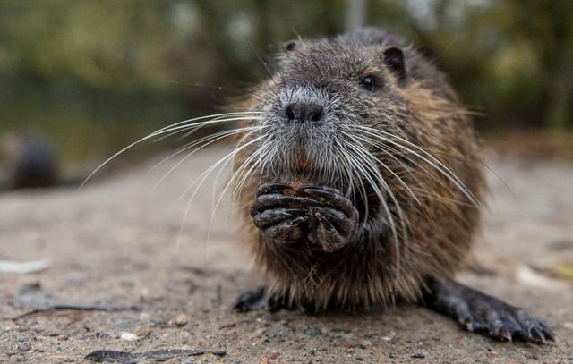 Rats can be cute, but they're never welcome on a farm (Image: Getty)