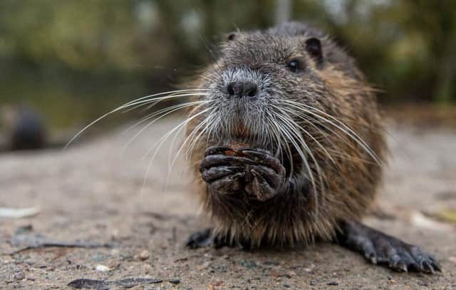 Rats can be cute but they're never welcome on a farm (Picture: Getty)