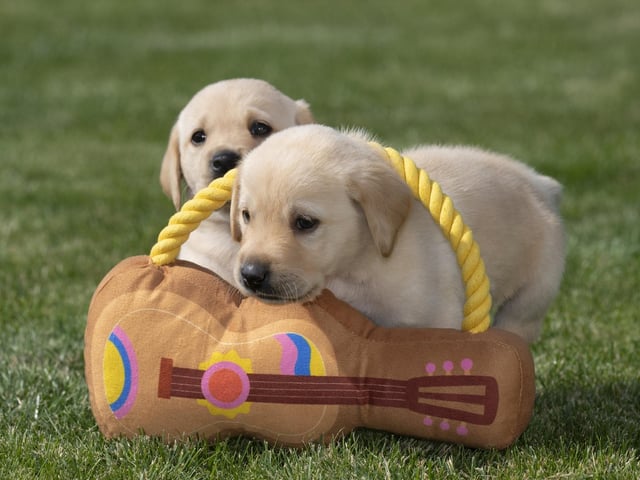Eleven guide dog puppies have been given names inspired by Taylor Swift's lyrics and song titles.