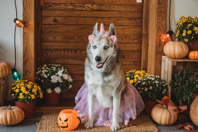 If you're not too worried about making a bit of a fool of your dog, this tutu and horn combination turns your pup into a unicorn princess.