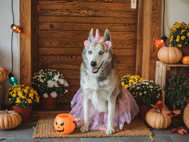 If you're not too worried about making a bit of a fool of your dog, this tutu and horn combination turns your pup into a unicorn princess.