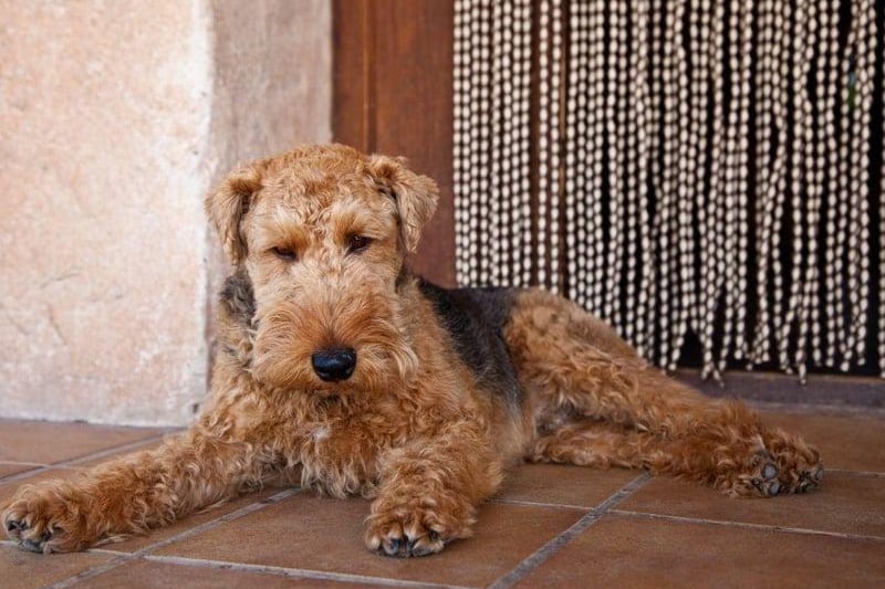 Originally used in its native Wales to hunt foxes, rodents and badgers, the Welsh Terrier is another terrier breed at risk of extinction, with as few as 300 puppies being born in a typical year. It's claimed that the Welsh Terrier is the oldest existing dog breed in the UK.