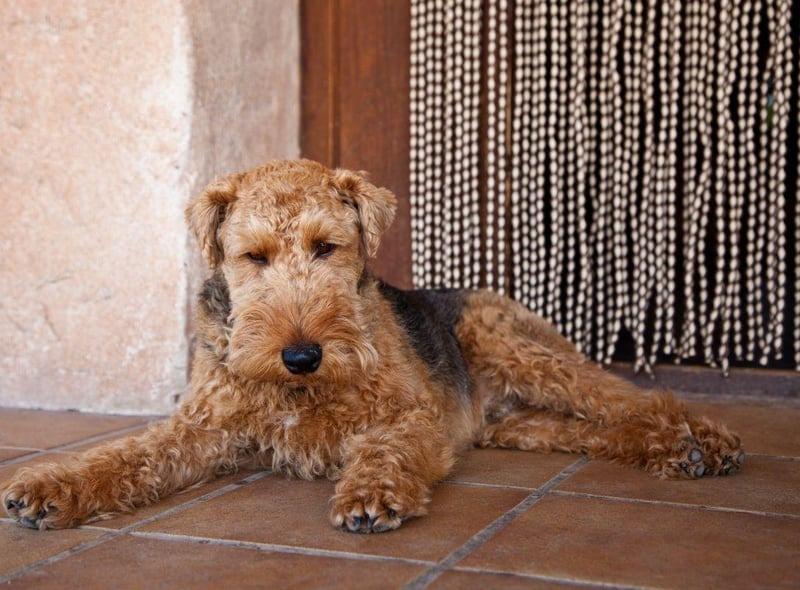 Originally used in its native Wales to hunt foxes, rodents and badgers, the Welsh Terrier is another terrier breed at risk of extinction, with as few as 300 puppies being born in a typical year. It's claimed that the Welsh Terrier is the oldest existing dog breed in the UK.