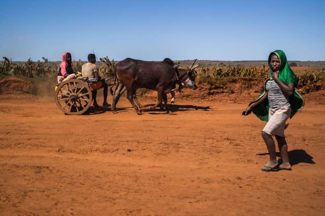 For years, the south-east of Madagascar has been in the grip of the 'Kere' phenomenon, as the local population calls the food crisis caused by a period of intense drought (Picture: Rijasolo/AFP via Getty Images)
