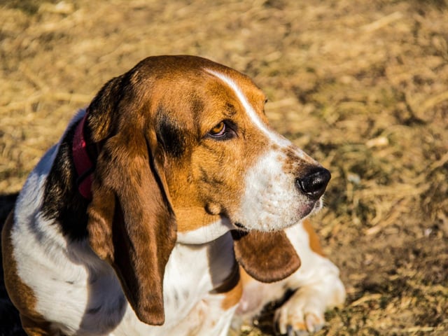 The first written mention of a Basset Hound appears in an illustrated hunting text written by Jacques du Fouilloux in 1585, where the dogs were used to hunt foxes and badgers.