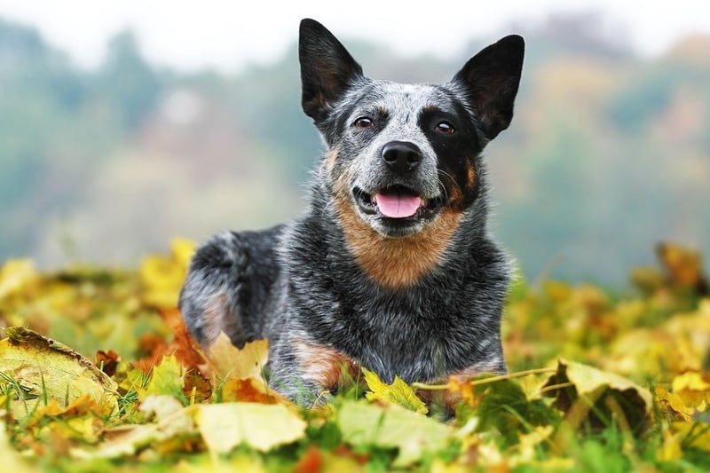 An Australian Cattle Dog called Bluey holds the record for the longest-lived dog - reaching an incredible 29 years of age. The breed normally lives for around 15 years.
