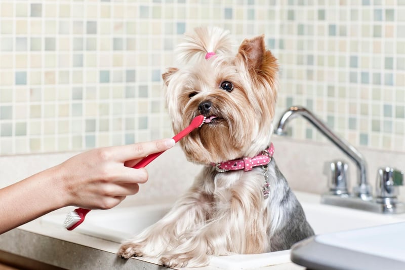 Cleaning your dog’s teeth is an important part of maintaining your pet’s dental care to help provide optimum health and quality of life. When your dog is ready, use a proper dog toothbrush with a longer handle, which will help you reach all their teeth.