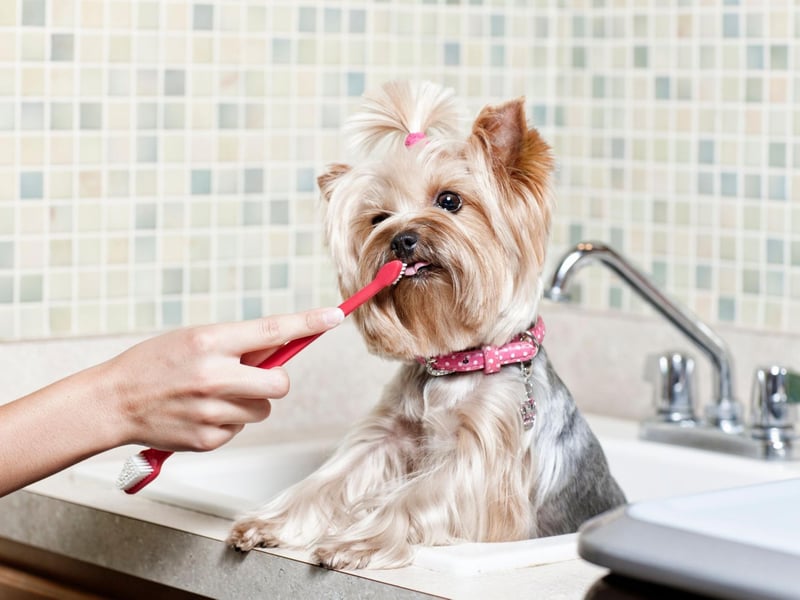 Cleaning your dog’s teeth is an important part of maintaining your pet’s dental care to help provide optimum health and quality of life. When your dog is ready, use a proper dog toothbrush with a longer handle, which will help you reach all their teeth.