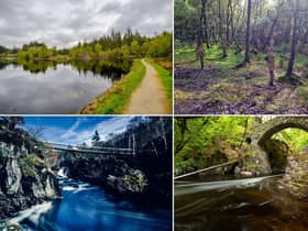 Some of the most beautiful forest walks in Scotland.
