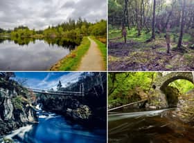 Some of the most beautiful forest walks in Scotland.