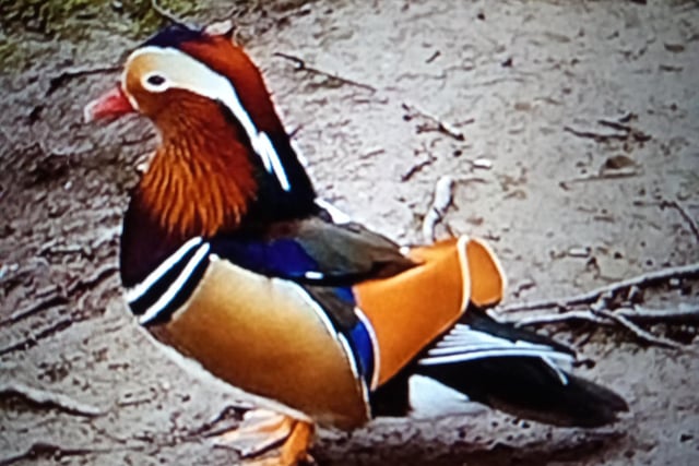 Mandarin duck from Graves Park by Catherine Langan
