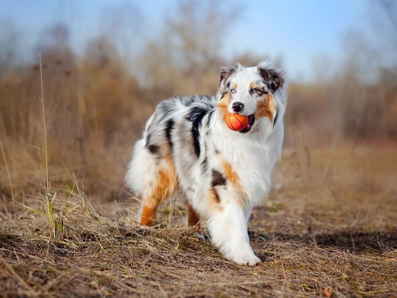 Another herding dog that Brits have taken to their hearts in the last 25 years is the Australian Shepherd, with registrations up 697 per cent.
