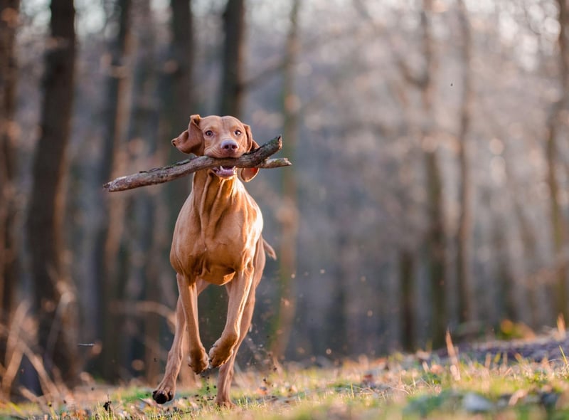 The Hungarian Vizsla comes second in the growing popularity stakes, with a 1,807 increase in registrations since 1997. The Vizsla was originally bred to be used as a retrieving dog for falconers.