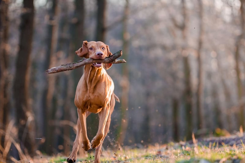 The Hungarian Vizsla comes second in the growing popularity stakes, with a 1,807 increase in registrations since 1997. The Vizsla was originally bred to be used as a retrieving dog for falconers.
