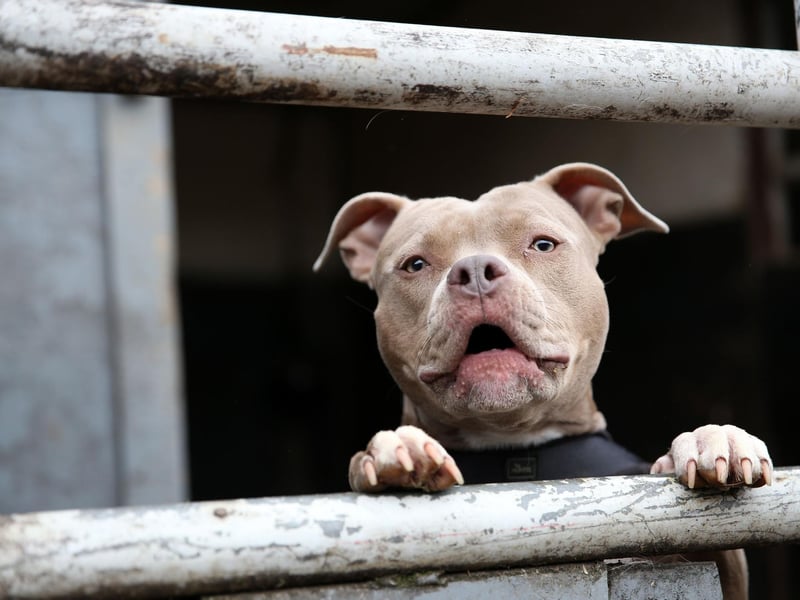 They may be strong and powerful dogs, but Staffordshire Bull Terriers are surprisingly sensitive when it comes to allergies. If your dog is itchy and sore, it could be down to anything from fleas to dust, or something in their food - try cutting out grains and see if that helps.