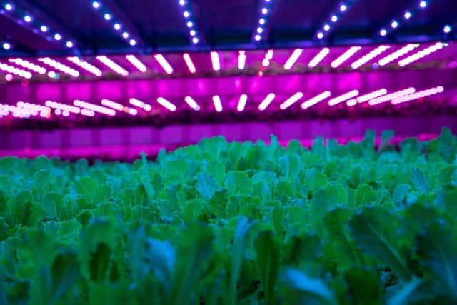 Out of the field and into the lab: Crops being grown at Invergowrie