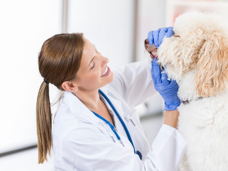 You can buy toys that are designed to clean your dog’s teeth as they chew on them. Be careful not to get toys that are too small and can be swallowed and get caught in your dog’s throat.