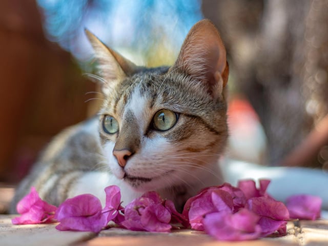 The most popular name for a girl cat in 2022 is Luna, which translates as 'moon' in Italian.