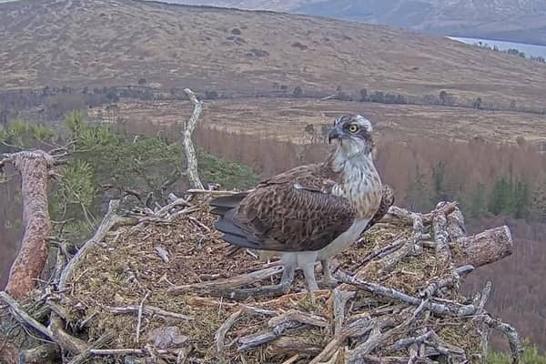 Louis the osprey on his nest at Loch Arkaig in the Highlands (Picture: Woodland Trust Scotland/PA Wire)