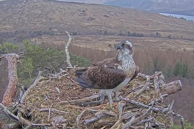 Louis the osprey on his nest at Loch Arkaig in the Highlands (Picture: Woodland Trust Scotland/PA Wire)