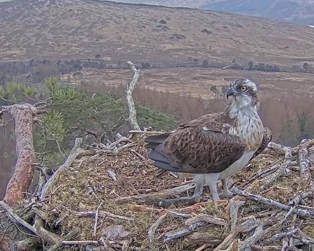 Louis the osprey on his nest at Loch Arkaig in the Highlands (Picture: Woodland Trust Scotland/PA Wire)