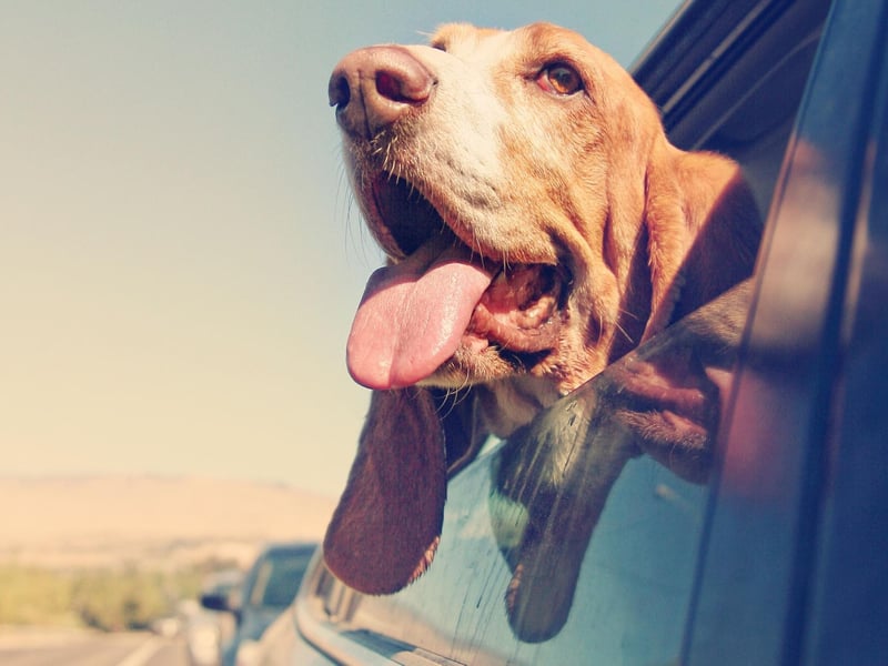 It may be one of the most placid and loving breeds of dog, but the Basset Hound isn't a breed for those of us who don't like mess. Along with a tendency to drool, these cute hounds also shed a great deal of hair and skin.