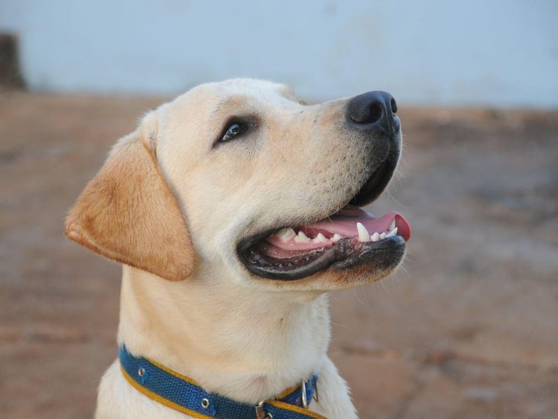 The Labrador Retriever may be the world's most popular dog, but it's only the 11th most stolen. A loving Lab will cost you an average of £1,271.20.